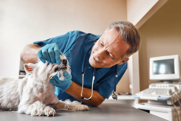 Best Emergency Tooth Extraction in Willow, AK